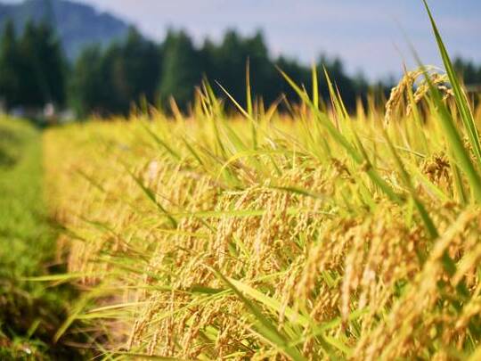 山形県産 ひとめぼれ 令和7年産:精米