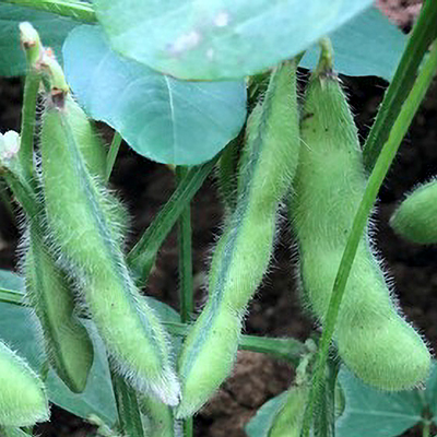 茶豆味 生枝豆