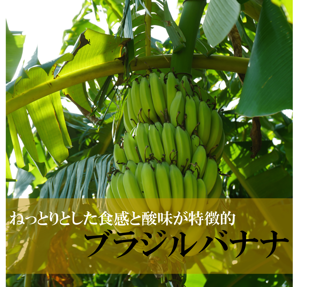 ブラジルバナナの画像