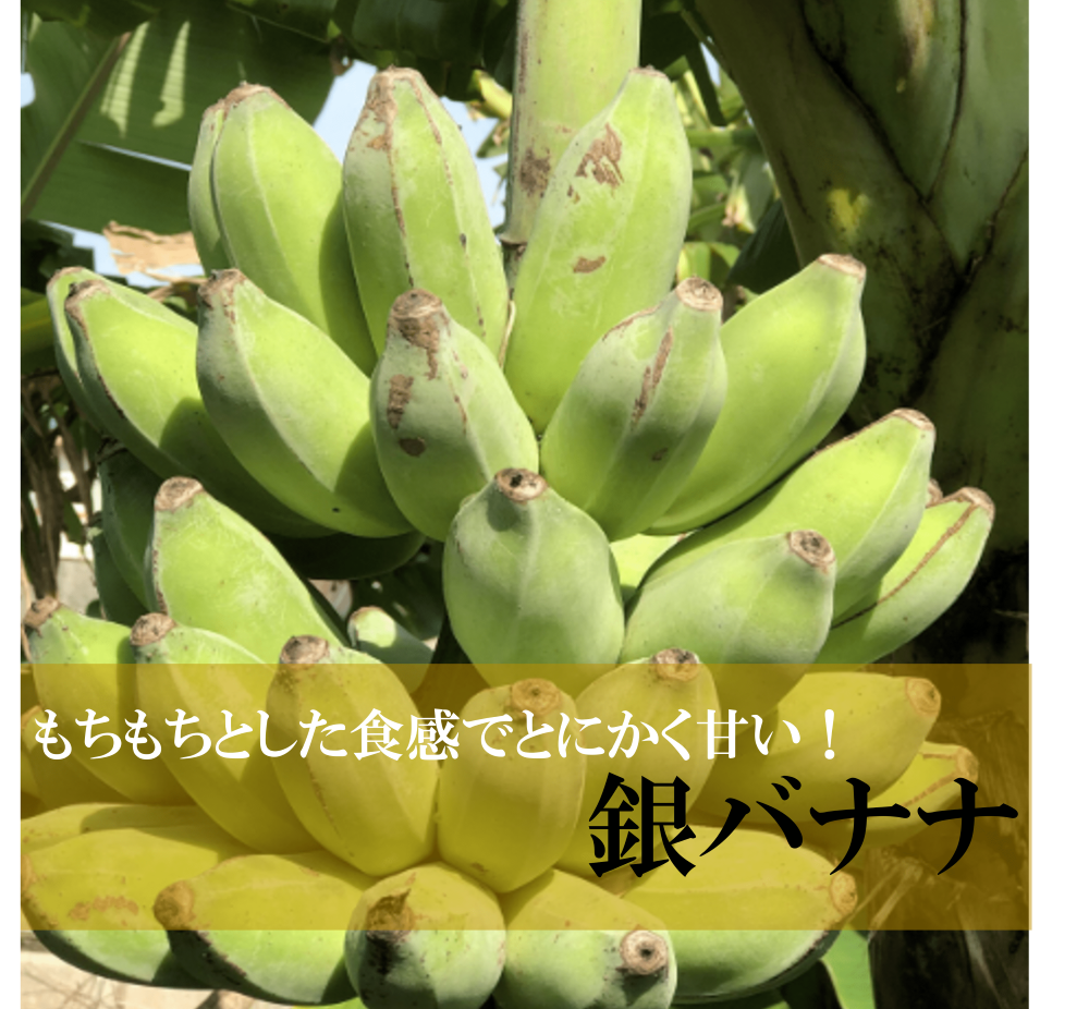 銀バナナの画像