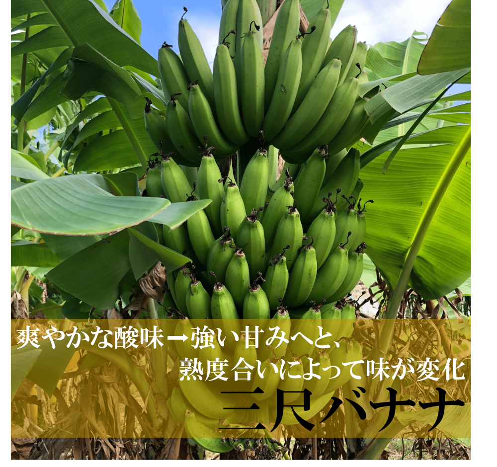 三尺バナナの画像