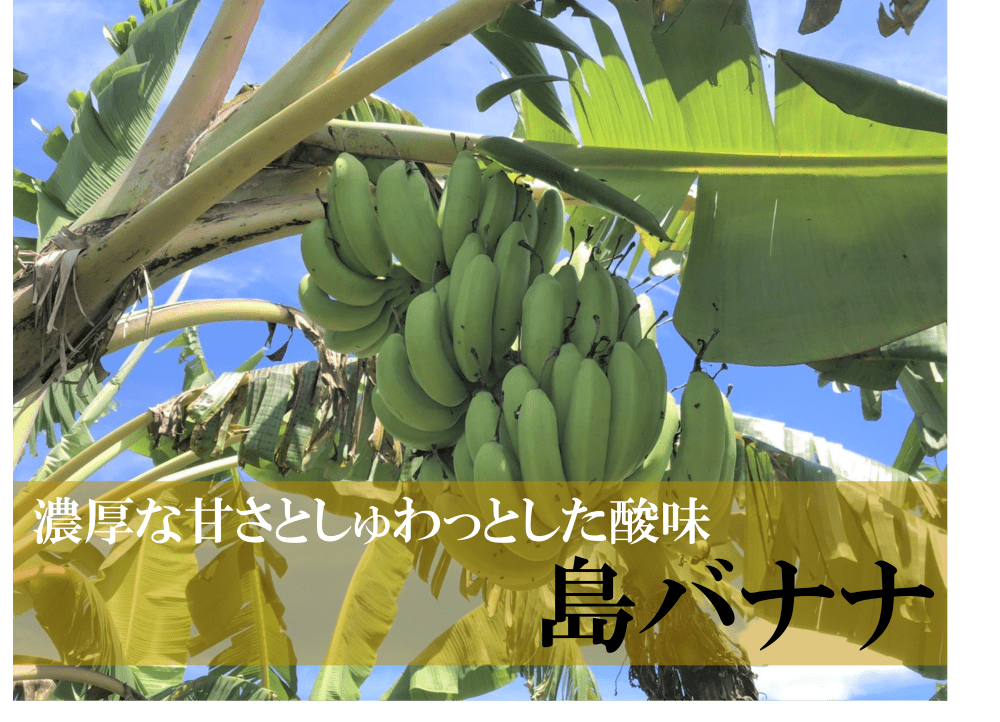 島バナナの画像
